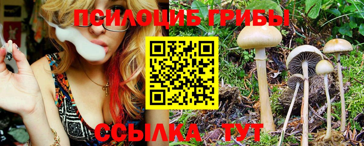 Галлюциногенные грибы Psilocybine cubensis Сосновый Бор